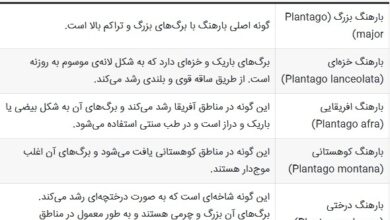 بارهنگ چیست و چه خواصی دارد؟