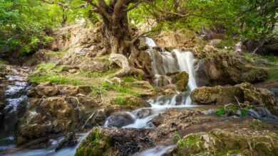 تابستان کجا بریم خنک باشد ؟ / ۱۰ منطقه خنک تهران برای سفر یک روزه در تابستان (+عکس)