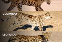 چگونه می توان جگوار، چیتا و پلنگ را از هم تشخیص داد؟! (+عکس)