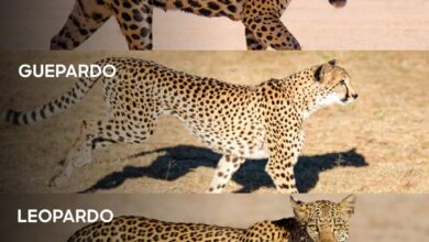 چگونه می توان جگوار، چیتا و پلنگ را از هم تشخیص داد؟! (+عکس)