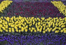 کاشت 3 میلیون بوته گل در شهر ارومیه