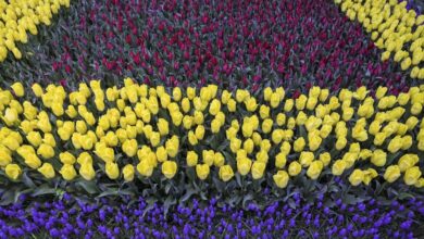 کاشت 3 میلیون بوته گل در شهر ارومیه