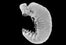 کشف فسیل یک موجود میکروسکوپی 500 میلیون ساله با "مغز".