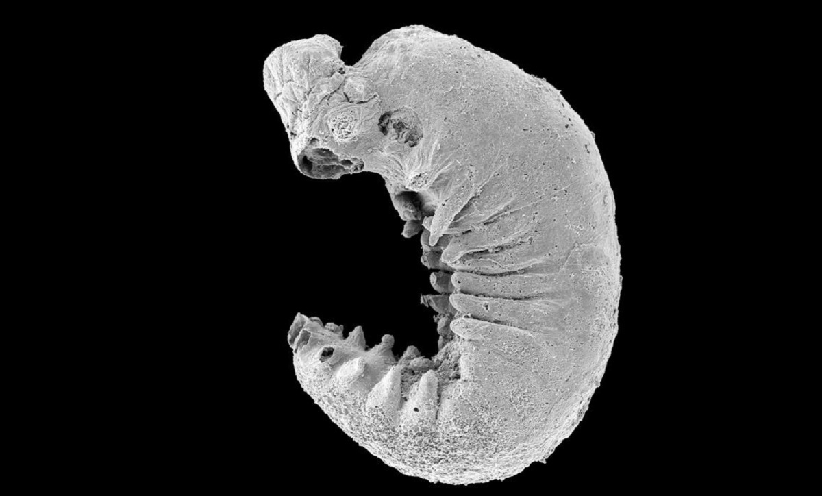 کشف فسیل یک موجود میکروسکوپی 500 میلیون ساله با "مغز".