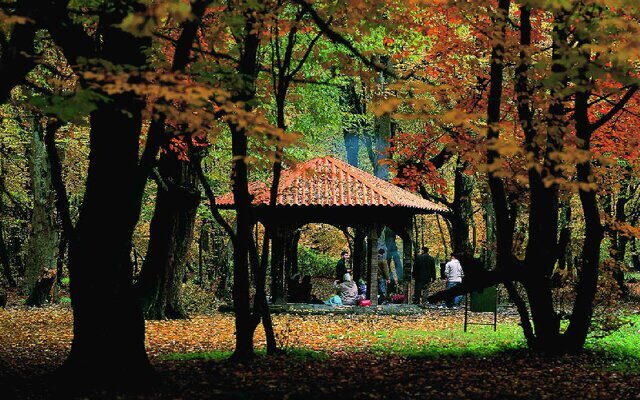 اینجا زیبا‌ترین و تماشایی‌ترین جنگل ایران در پاییز است