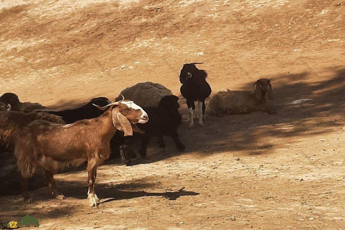 بُز تالی جزیره قشم: باارزش‌ترین بز ایران که خوشمزه‌ترین گوشت جهان را دارد و عرب‌ها عاشق آن هستند