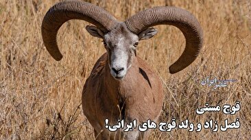 قوچ های مست شروع شده اند / قوچ های مست به شکارچیان توجه نمی کنند / نگران شکار بی رحمانه (فیلم)