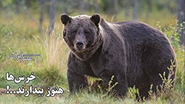 خرسها هنوز بیدارند..! گرسنه و سرگردان در جستجوی غذا / حتی تا نزدیکی انسانها (فیلم) خرسها هنوز بیدارند..! گرسنه و سرگردان در جستجوی غذا / حتی تا نزدیکی انسانها (فیلم)