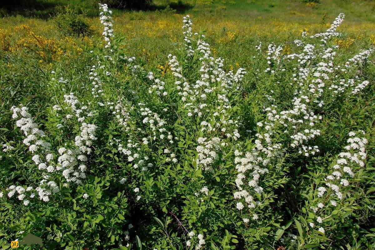 خواص شگفتانگیز گیاه اسپیره: از درمان التهاب تا مقابله با سرطان! خواص شگفتانگیز گیاه اسپیره: از درمان التهاب تا مقابله با سرطان!