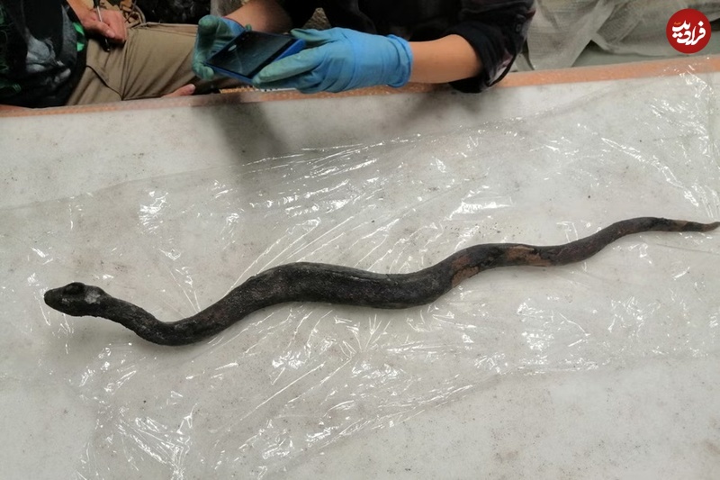 (عکس) کشف مارهای 2000 ساله در زیر حمام مقدس 2 6