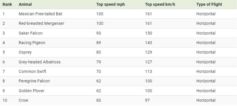 رتبه‌بندی سریع‌ترین پرندگان جهان بر اساس حداکثر سرعت (+ اینفوگرافی)
