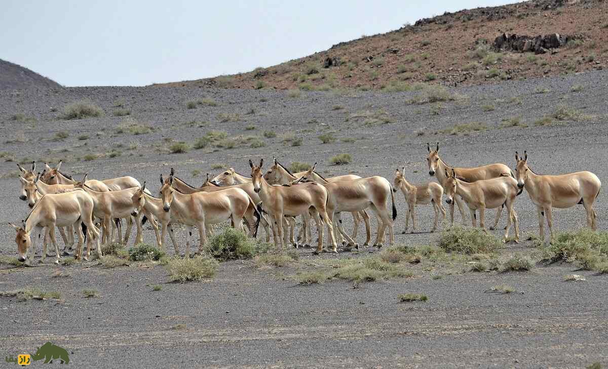 خولان؛ گورخر مغولی معروف به «مهندس بیابان» که چاه آب حفر می‌کند و ۷۰ کیلومتر در ساعت می‌دود