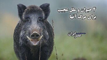 ۴ حیوانی که به علت عجیبی می‌میرند (فیلم)