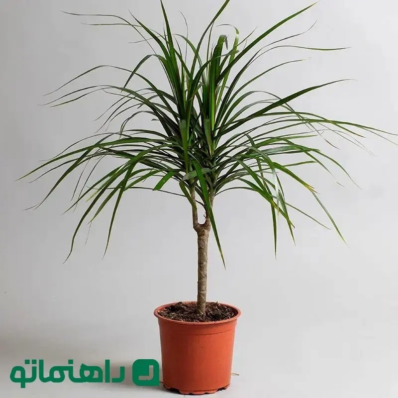 انواع گیاه دراسنا / بهترین گیاه دراسنا برای نگهداری در آپارتمان