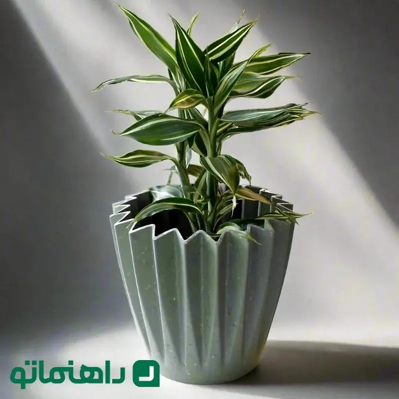 انواع گیاه دراسنا / بهترین گیاه دراسنا برای نگهداری در آپارتمان