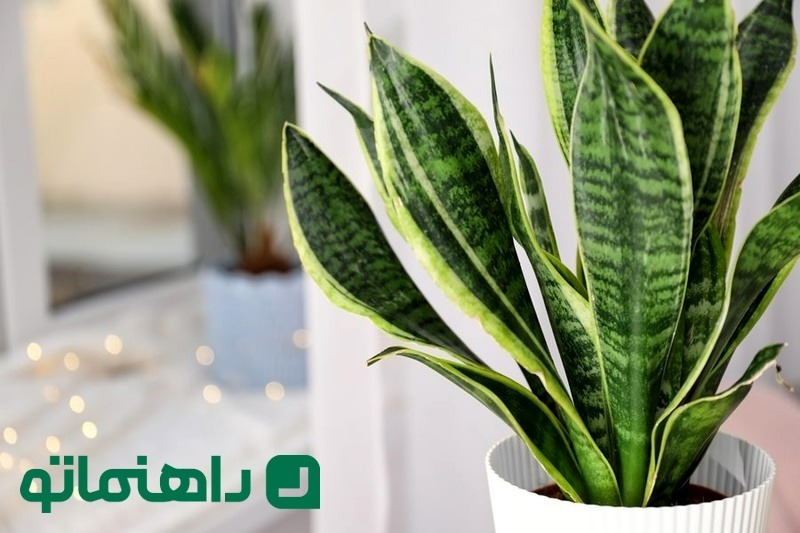 انواع گیاه دراسنا / بهترین گیاه دراسنا برای نگهداری در آپارتمان