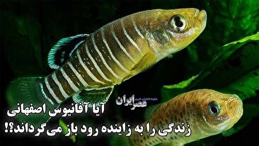 یک ماهی کوچک که فقط در ایران و فقط در زاینده رود زندگی میکند و دشمن مالاریا هم هست / آفانیوس در حال منقرض شدن است (فیلم) یک ماهی کوچک که فقط در ایران و فقط در زاینده رود زندگی میکند و دشمن مالاریا هم هست / آفانیوس در حال منقرض شدن است (فیلم)