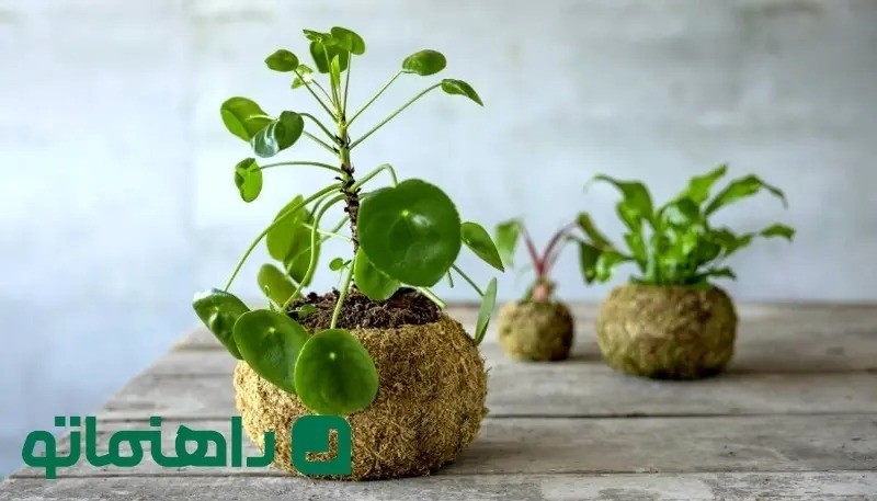 کوکداما ؛ گیاه آپارتمانی مینیاتوری با مفهوم وابی سابی (+عکس)