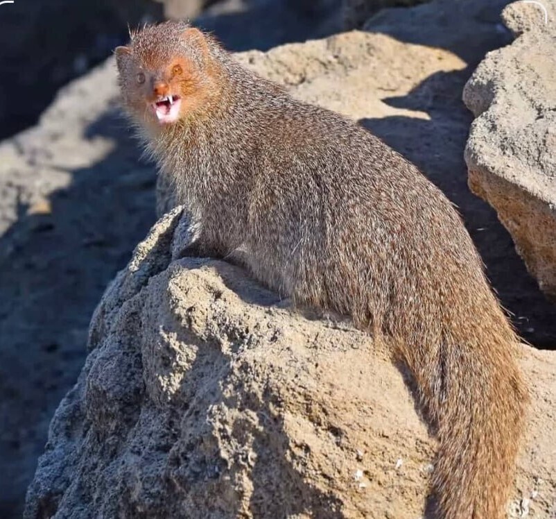 گونه بزرگ چیست و کجا زندگی می کند؟ گونه بزرگ چیست و کجا زندگی می کند؟