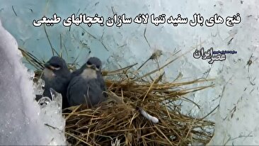 فنچ های بال سفید تنها لانه سازان یخچالهای طبیعی / خانه‌ای ۵۵۰۰ متر بالاتر از سطح دریا (فیلم)