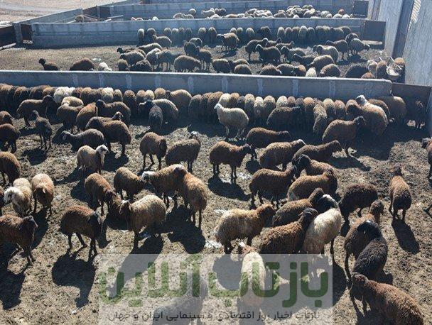 خشکسالی در کمین تولید گوشت قرمز ‌/ واردات دام افغانستانی به ایران
