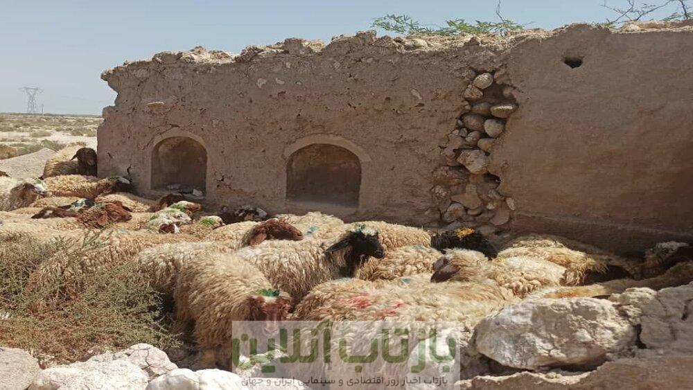 قیمت جدید دام زنده اعلام شد/ قیمت گوسفند و گوساله چه تغییری کرد؟ + جزییات