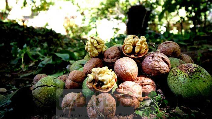 اری روش نگه داشتن گردو تازه با پوست برای مدت طولانی و مدت زمان کوتاه