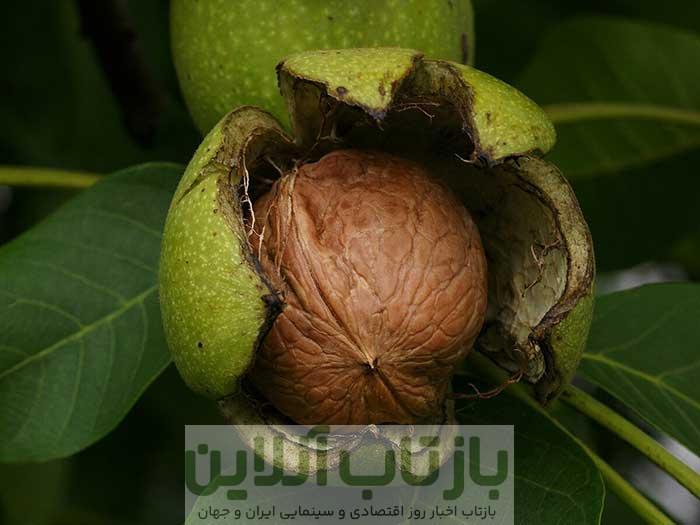 اری روش نگه داشتن گردو تازه با پوست برای مدت طولانی و مدت زمان کوتاه