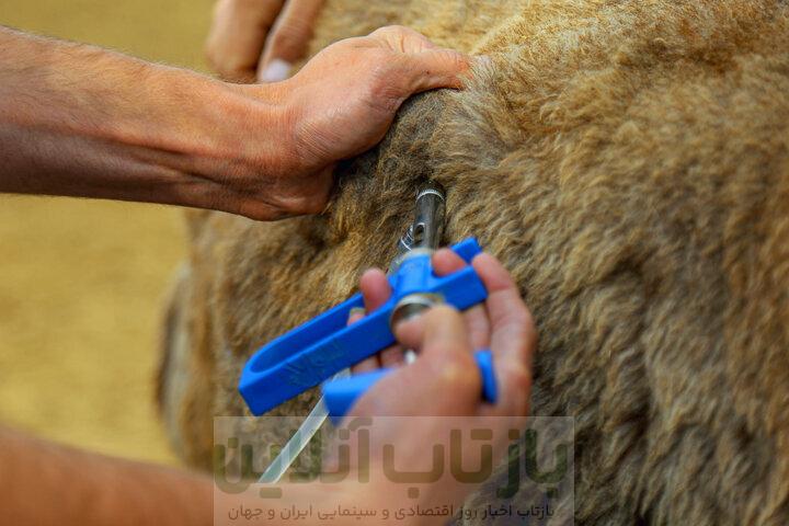 لبنیات سنتی بخوریم یا پاستوریزه؟ 1 لبنیات سنتی بخوریم یا پاستوریزه؟