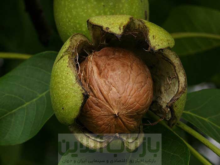 اری روش نگه داشتن گردو تازه با پوست برای مدت طولانی و مدت زمان کوتاه
