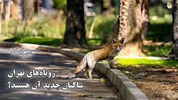 روباه های ساکنان جدید تهران هستند؟ چرا روباه چنین جوانترین جاذبه / توریستی یا تهدید پنهان است؟ (فیلم)