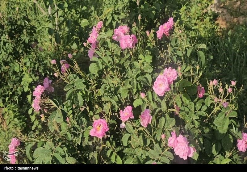 جهش تولید؛ برداشت گل محمدی در ورامین به 4.5 تن رسید