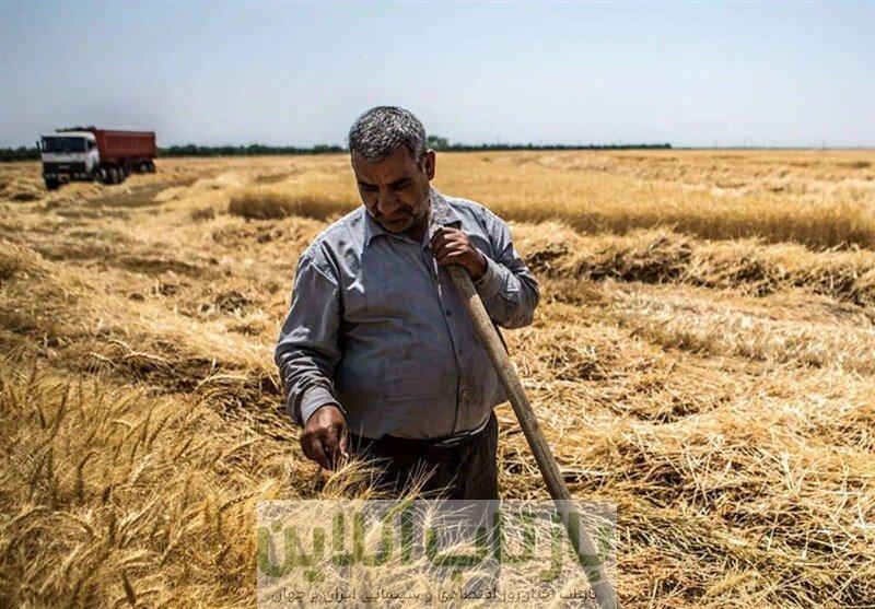 خبر مهم رییس سازمان برنامه برای گندمکاران/ زمان دقیق پرداخت مطالبات گندمکاران اعلام شد