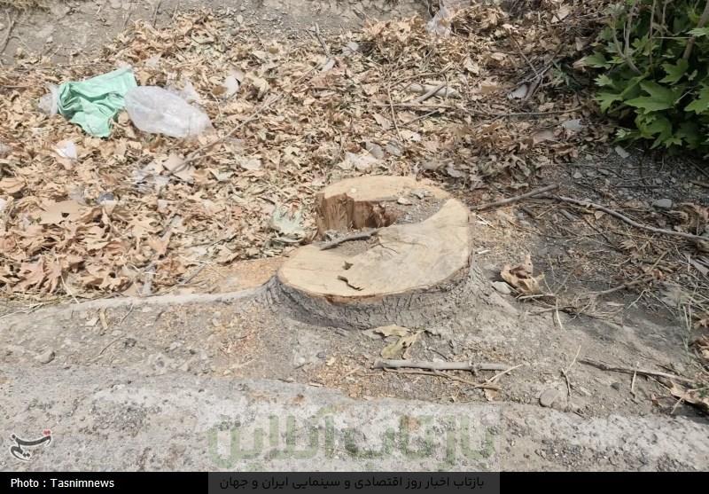 قطع غیرقانونی درختان کهنسال روستای رضی آباد احمدآباد مستوفی 2 قطع غیرقانونی درختان کهنسال روستای رضی آباد احمدآباد مستوفی