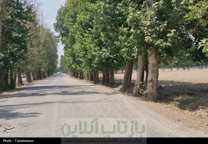 قطع غیرقانونی درختان کهنسال روستای رضی آباد احمدآباد مستوفی 3 قطع غیرقانونی درختان کهنسال روستای رضی آباد احمدآباد مستوفی