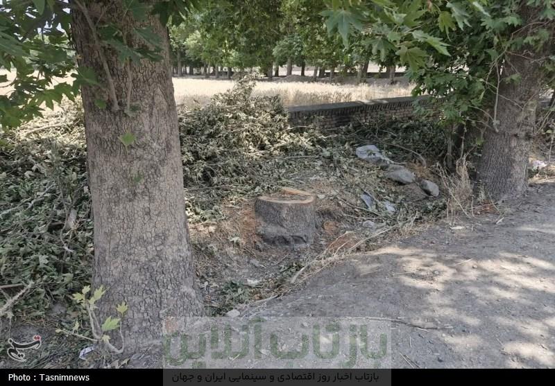 قطع غیرقانونی درختان کهنسال روستای رضی آباد احمدآباد مستوفی 5 قطع غیرقانونی درختان کهنسال روستای رضی آباد احمدآباد مستوفی