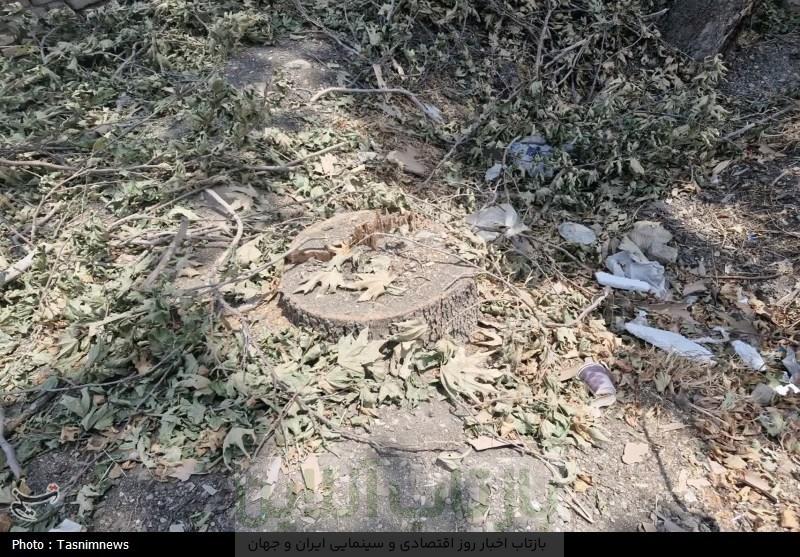 قطع غیرقانونی درختان کهنسال روستای رضی آباد احمدآباد مستوفی 7 قطع غیرقانونی درختان کهنسال روستای رضی آباد احمدآباد مستوفی