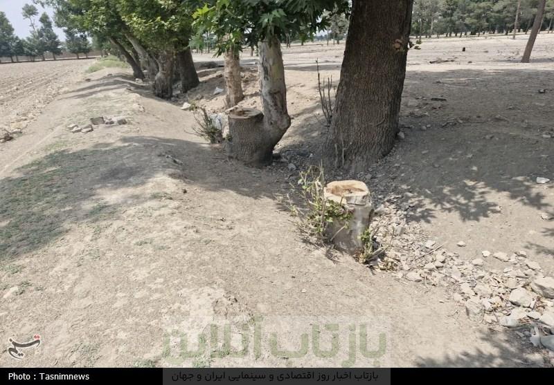 قطع غیرقانونی درختان کهنسال روستای رضی آباد احمدآباد مستوفی 9 قطع غیرقانونی درختان کهنسال روستای رضی آباد احمدآباد مستوفی
