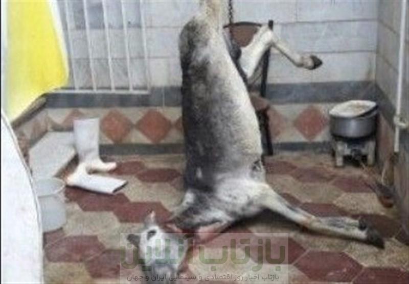 پلمب کشتارگاه غیرمجاز الاغ در شهریار / گوشت آلوده به برخی کبابی‌ها توزیع می‌شد