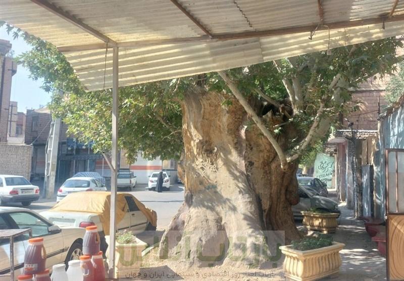 بی مهری به میراث سبز نسیم شهر؛ درخت تاریخ ساز نسیم شهر قربانی بی تفاوتی امروز! 1 بی مهری به میراث سبز نسیم شهر؛ درخت تاریخ ساز نسیم شهر قربانی بی تفاوتی امروز!