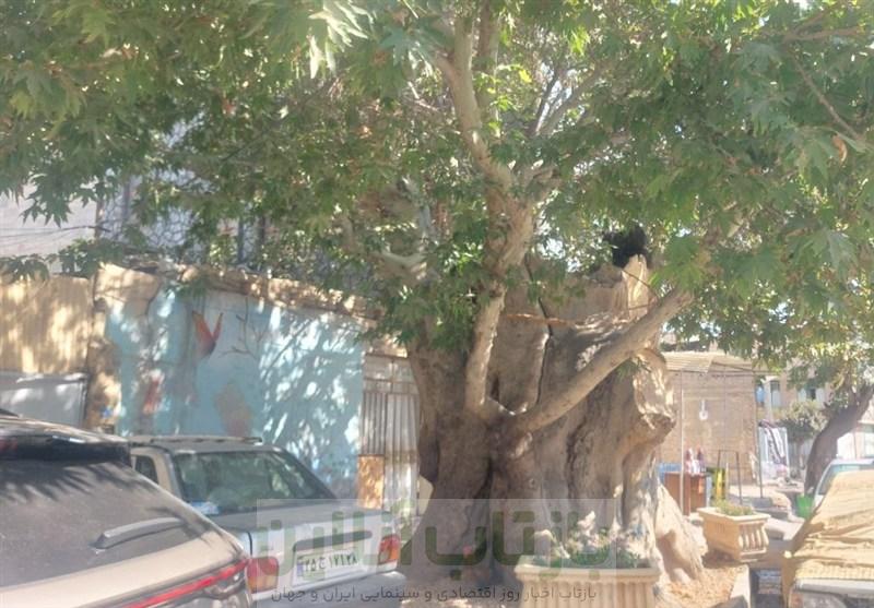 بی مهری به میراث سبز نسیم شهر؛ درخت تاریخ ساز نسیم شهر قربانی بی تفاوتی امروز! 2 بی مهری به میراث سبز نسیم شهر؛ درخت تاریخ ساز نسیم شهر قربانی بی تفاوتی امروز!