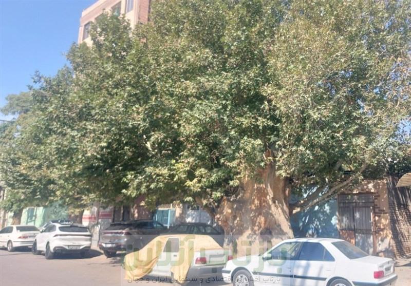 بی مهری به میراث سبز نسیم شهر؛ درخت تاریخ ساز نسیم شهر قربانی بی تفاوتی امروز! 3 بی مهری به میراث سبز نسیم شهر؛ درخت تاریخ ساز نسیم شهر قربانی بی تفاوتی امروز!