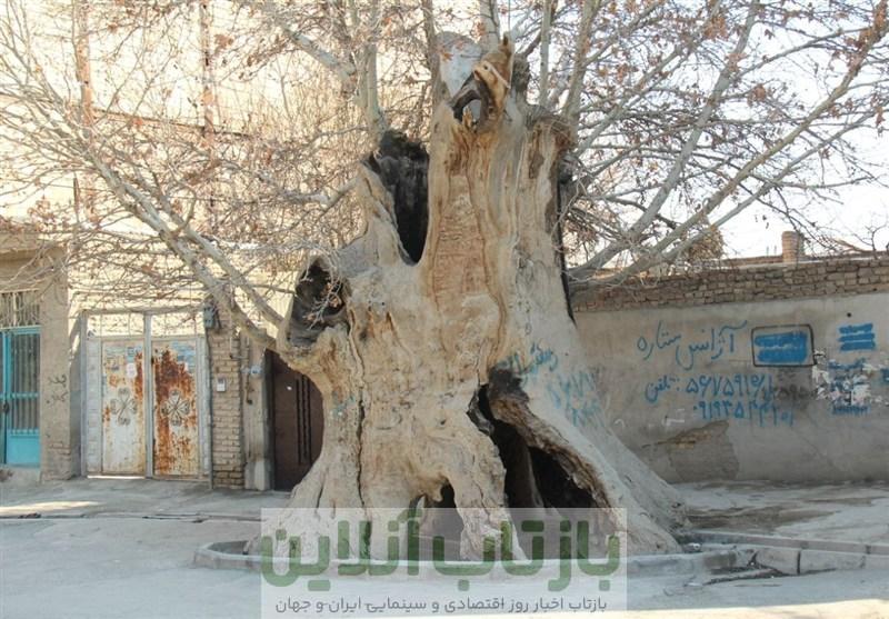 بی مهری به میراث سبز نسیم شهر؛ درخت تاریخ ساز نسیم شهر قربانی بی تفاوتی امروز!