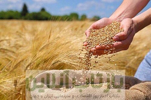 گندمکاران حتما بخوانند/ خبر مهم درباره رقم پرداخت مطالبات گندمکاران
