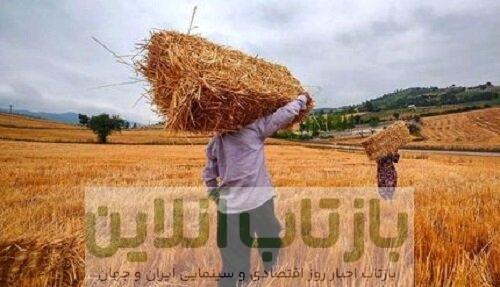 گندمکاران حتما بخوانند/ خبر جدید درباره رقم واریز مطالبات گندمکاران