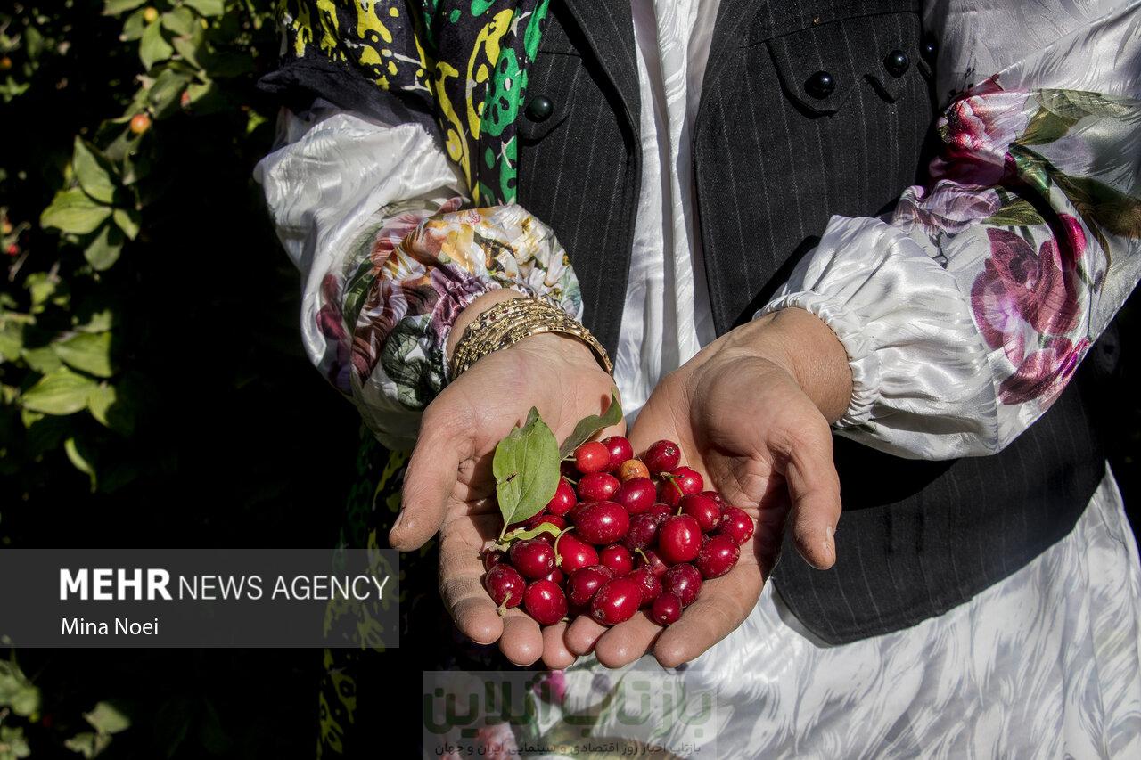 میوه کوچک با قدرت شگفت‌انگیز برای سلامت بدن