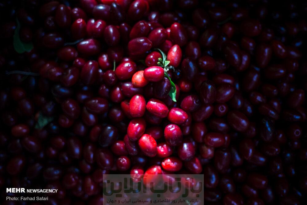 میوه کوچک با قدرت شگفت‌انگیز برای سلامت بدن