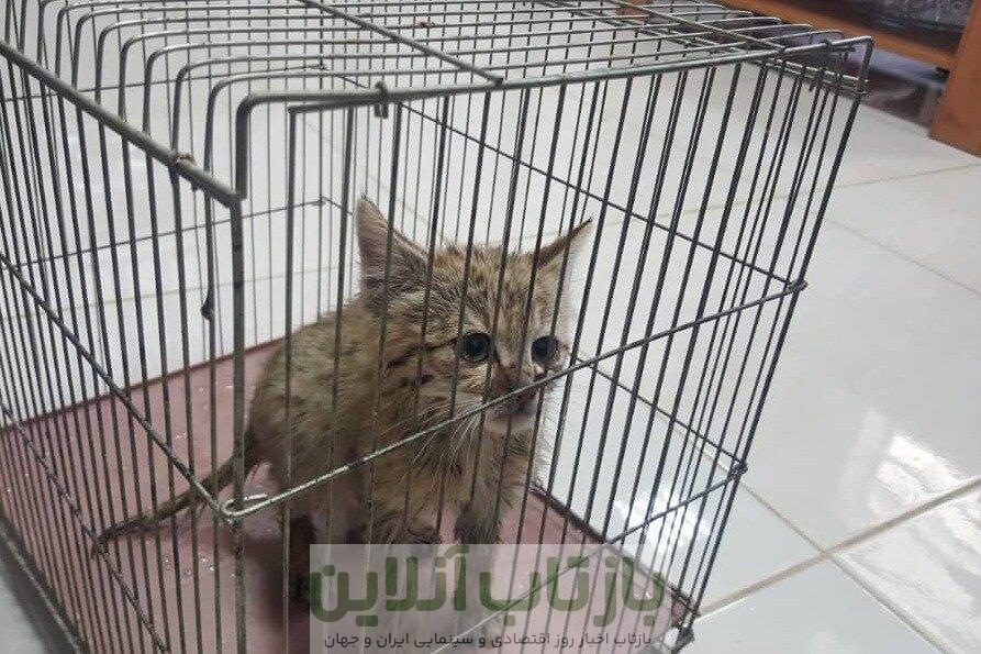 افزایش حمله گربه ها به شهروندان تهرانی