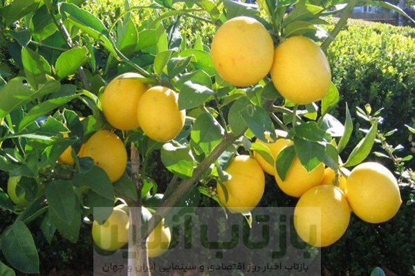 راز سلامتی در قطره‌های ترش لیمو!