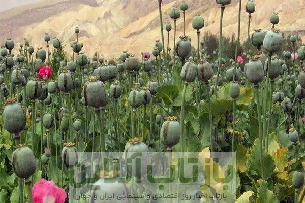 لزوم بازگشت به کشت قانونی خشخاش برای تولید دارو
